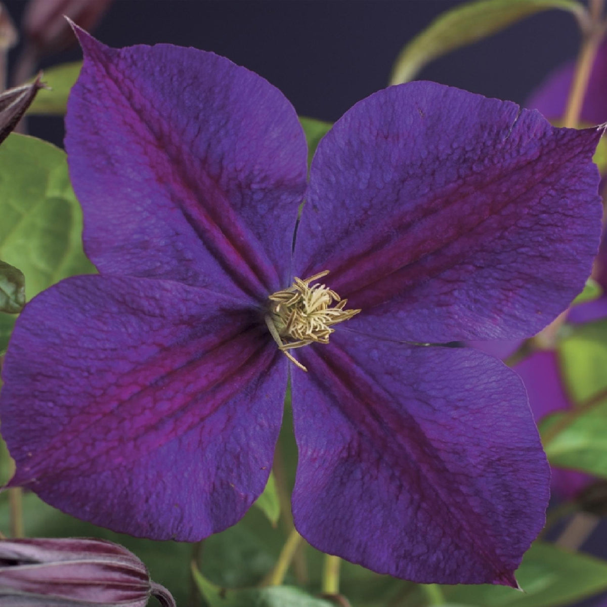 Klimplant - Clematis Star of India - 2 planten - Forestbloom