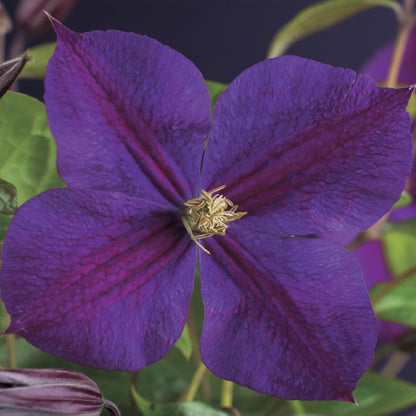 Klimplant - Clematis Star of India - 2 planten - Forestbloom