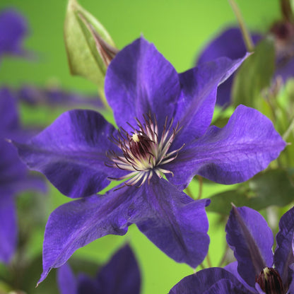 Klimplant - Clematis The President - 2 planten - Forestbloom