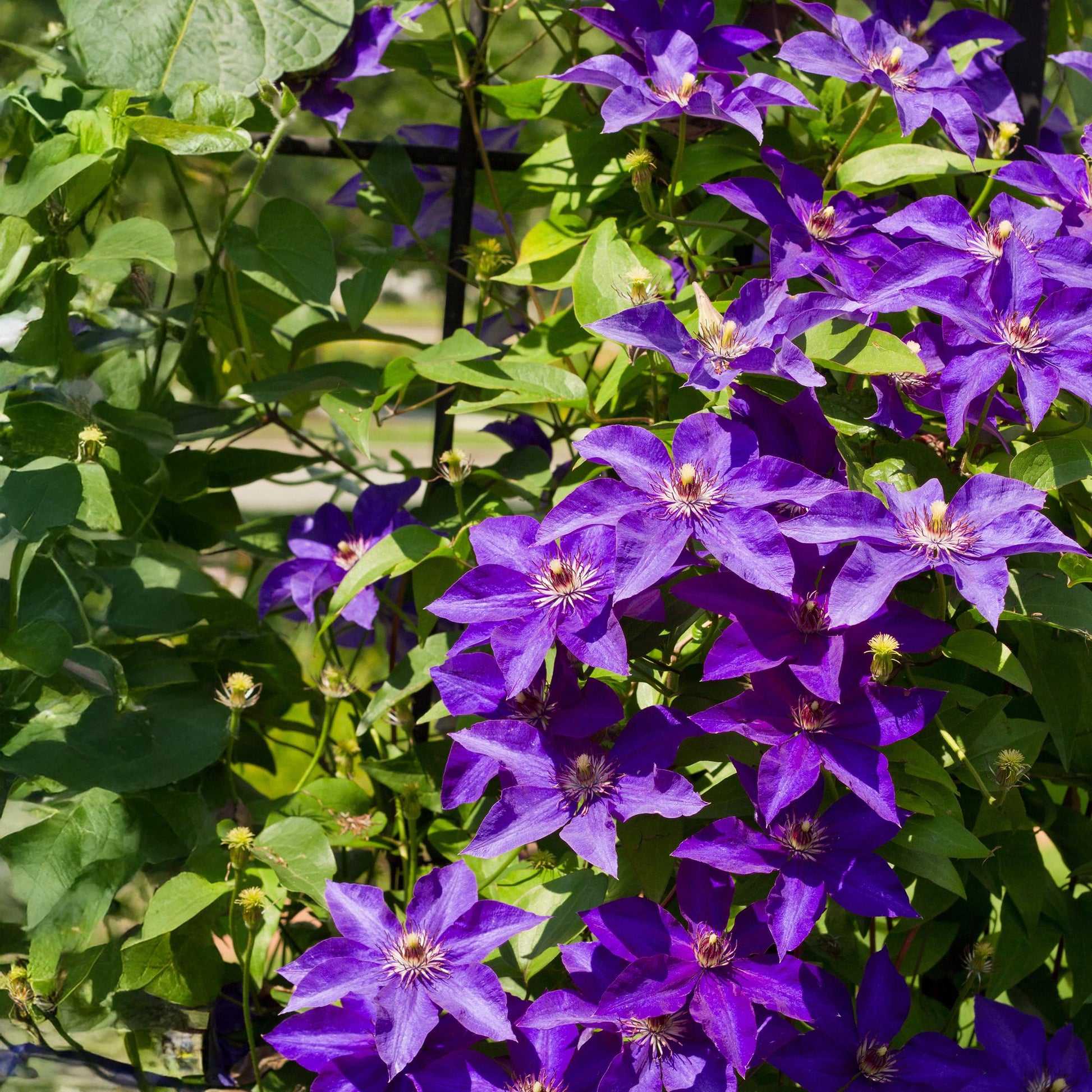 Klimplant - Clematis The President - 2 planten - Forestbloom