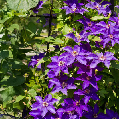 Klimplant - Clematis The President - 2 planten - Forestbloom