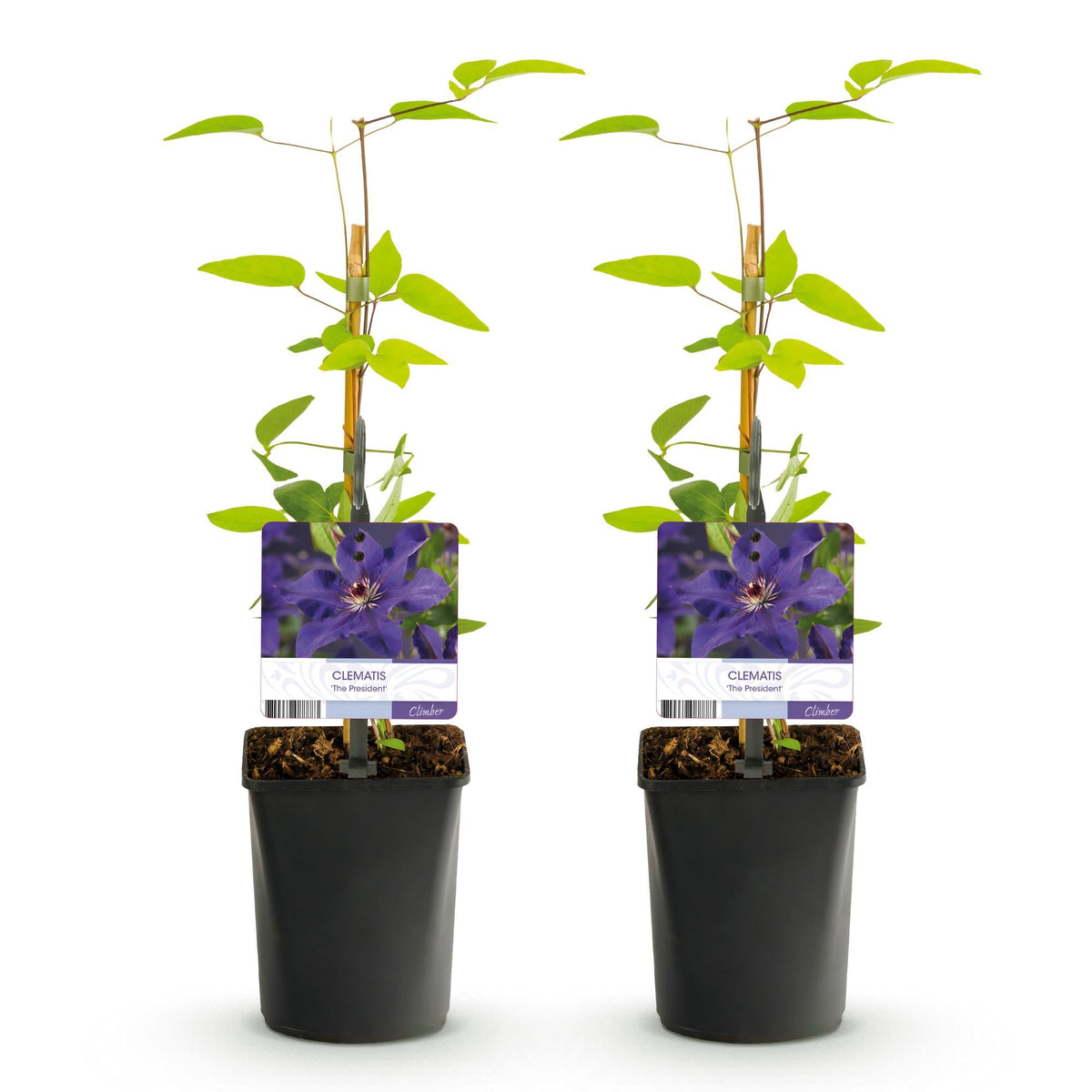 Klimplant - Clematis The President - 2 planten - Forestbloom