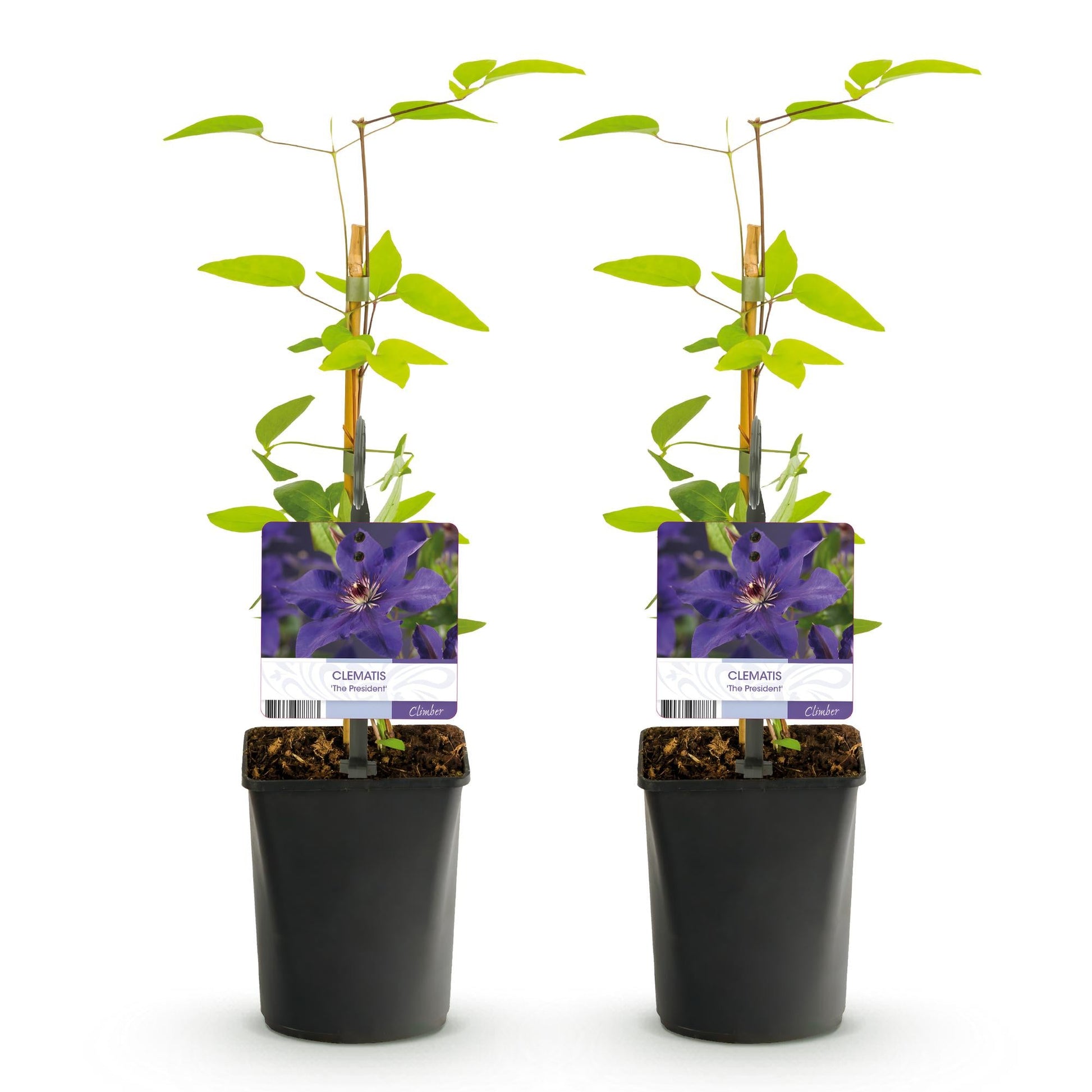 Klimplant - Clematis The President - 2 planten - Forestbloom