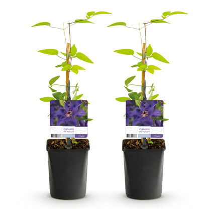 Klimplant - Clematis The President - 2 planten - Forestbloom
