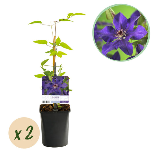Klimplant - Clematis The President - 2 planten - Forestbloom