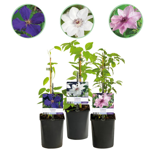 Klimplant - Clematis Tricolour - 3 planten - Forestbloom