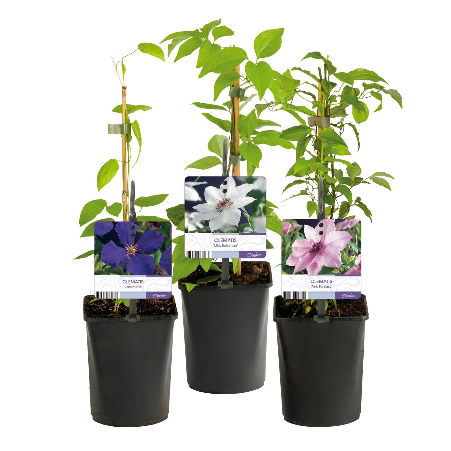 Klimplant - Clematis Tricolour - 3 planten - Forestbloom