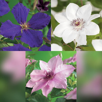 Klimplant - Clematis Tricolour - 3 planten - Forestbloom
