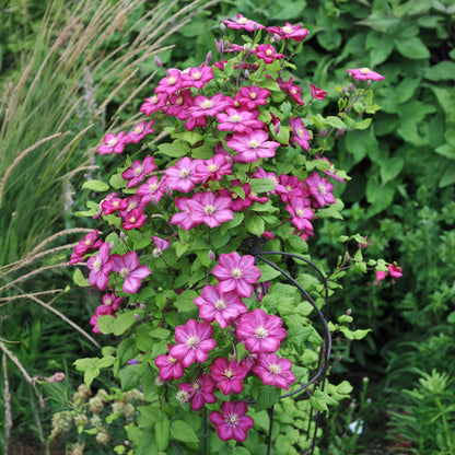 Klimplant - Clematis Ville de Lyon - 2 planten - Forestbloom