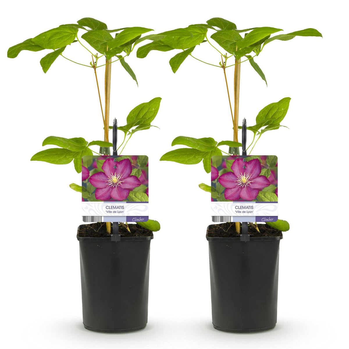 Klimplant - Clematis Ville de Lyon - 2 planten - Forestbloom
