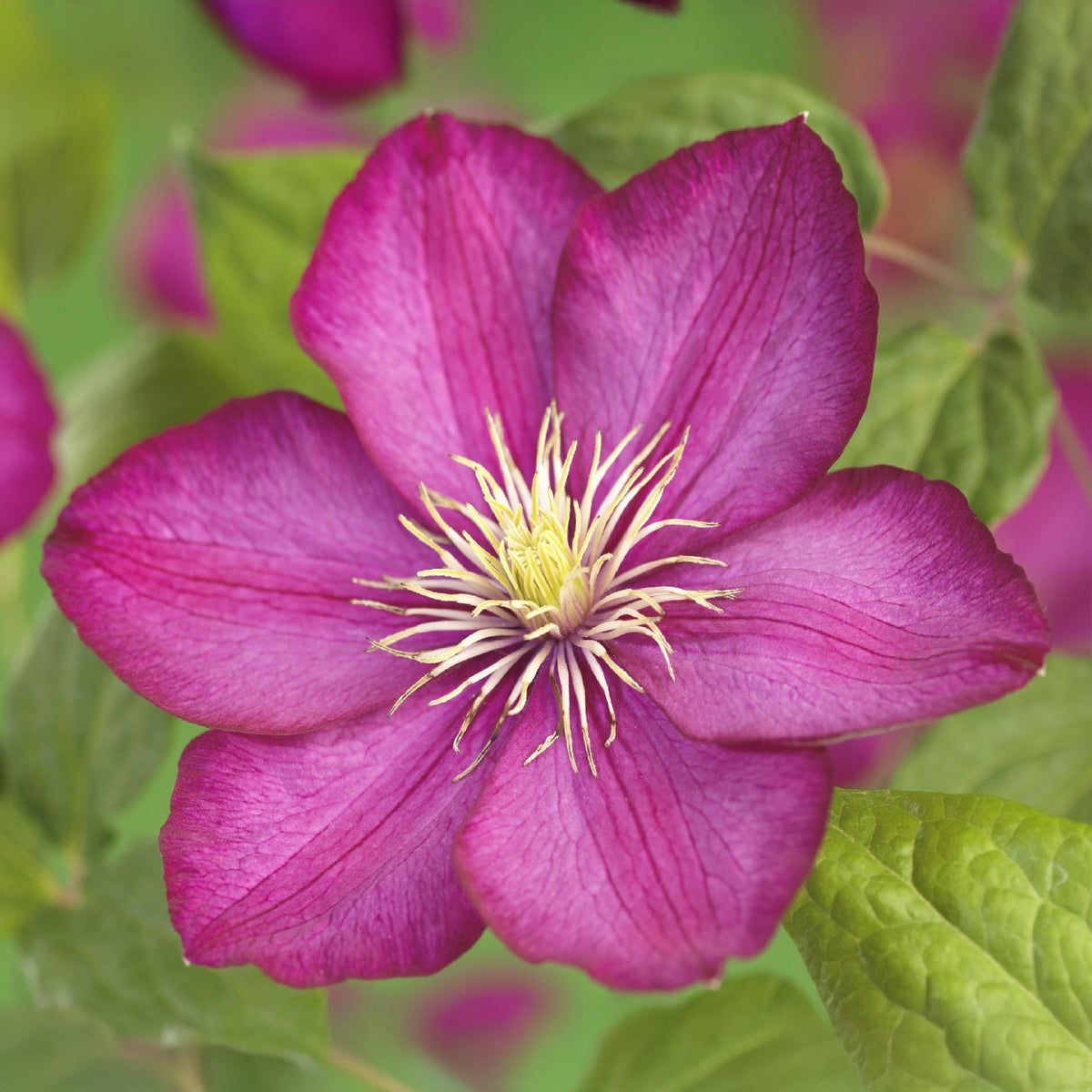 Klimplant - Clematis Ville de Lyon - 2 planten - Forestbloom