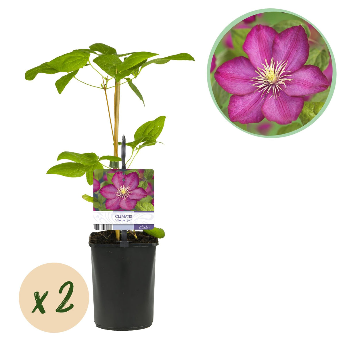 Klimplant - Clematis Ville de Lyon - 2 planten - Forestbloom