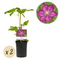 Klimplant - Clematis Ville de Lyon - 2 planten - Forestbloom