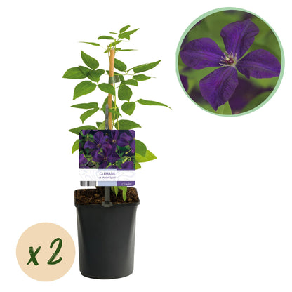 Klimplant - Clematis vit. Polish Spirit - 2 planten - Forestbloom