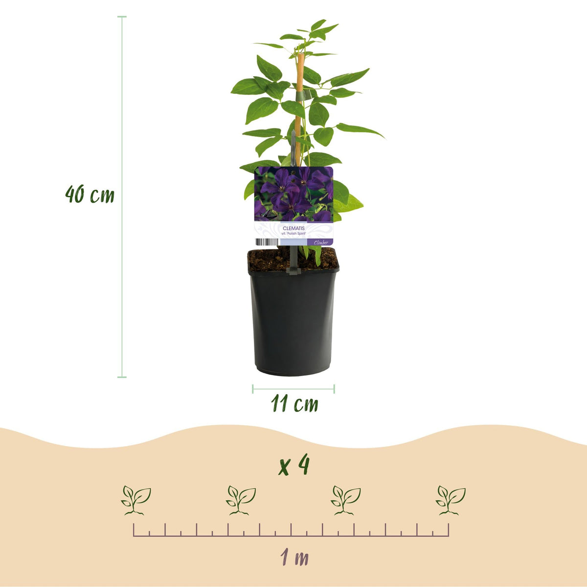 Klimplant - Clematis vit. Polish Spirit - 2 planten - Forestbloom
