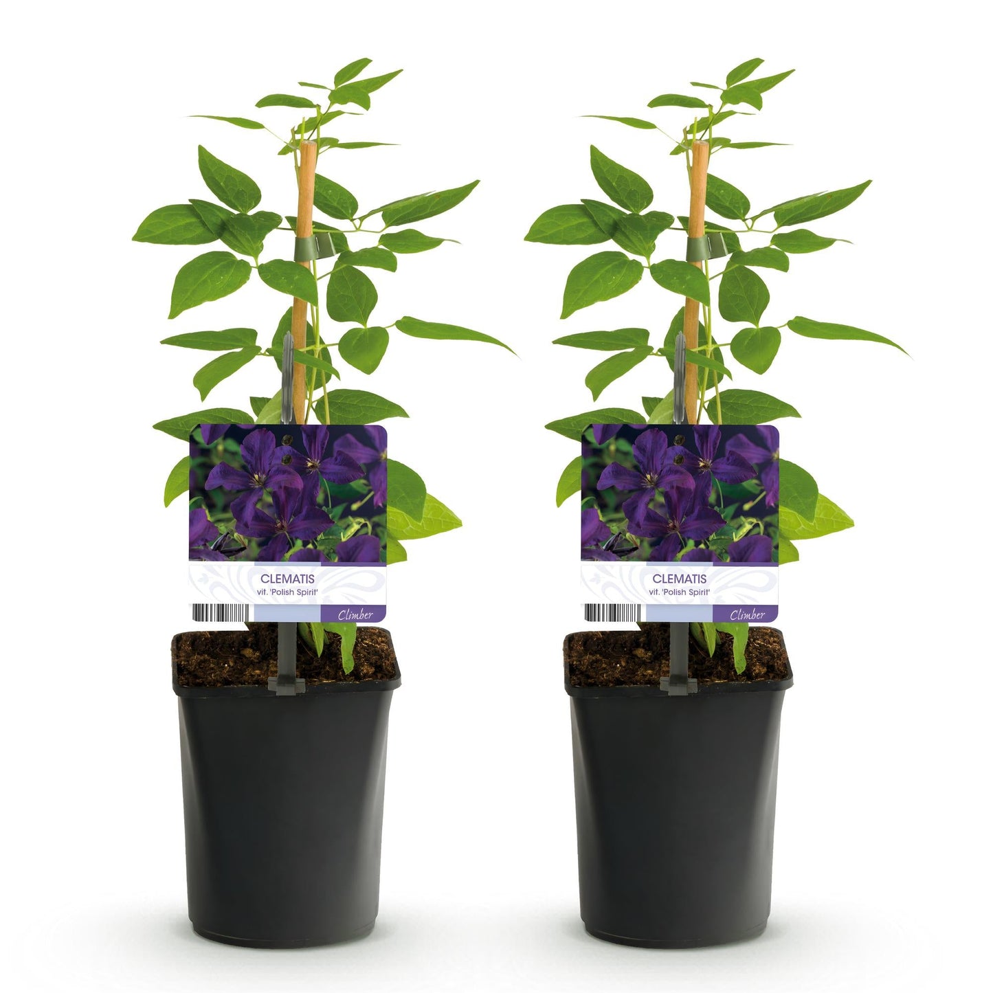 Klimplant - Clematis vit. Polish Spirit - 2 planten - Forestbloom