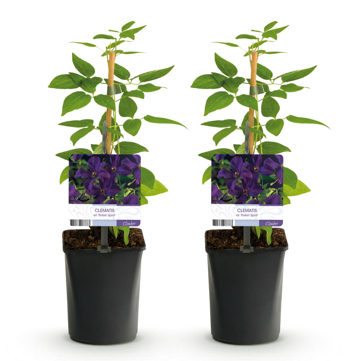 Klimplant - Clematis vit. Polish Spirit - 2 planten - Forestbloom