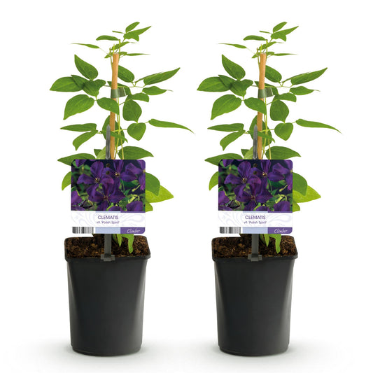 Klimplant - Clematis vit. Polish Spirit - 2 planten - Forestbloom