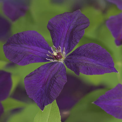 Klimplant - Clematis vit. Polish Spirit - 2 planten - Forestbloom
