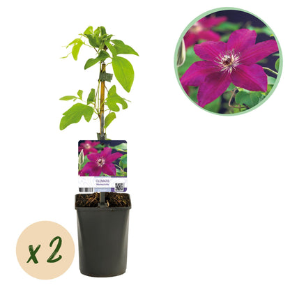 Klimplant - Clematis Westerplatte -2 planten - Forestbloom