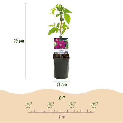 Klimplant - Clematis Westerplatte -2 planten - Forestbloom