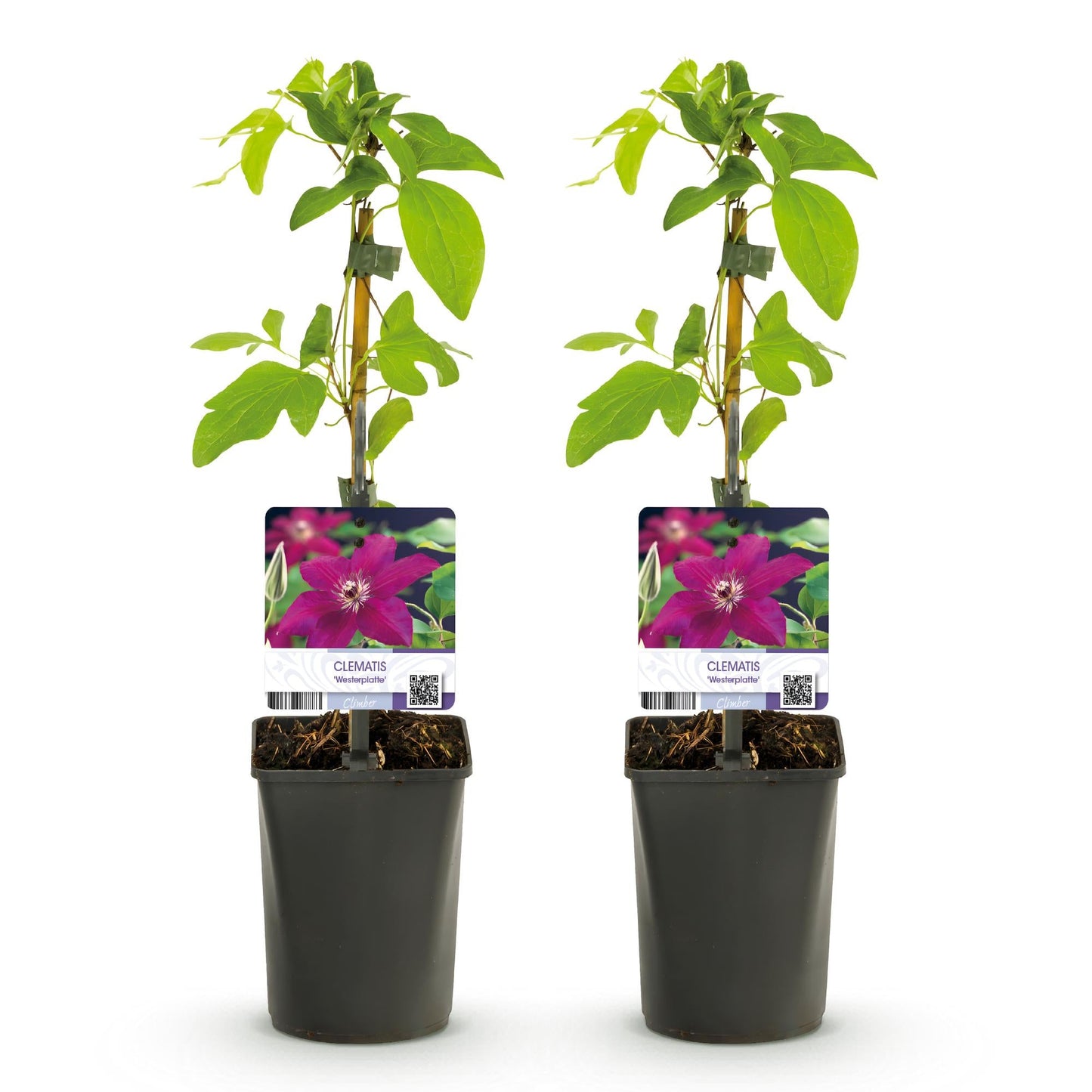 Klimplant - Clematis Westerplatte -2 planten - Forestbloom
