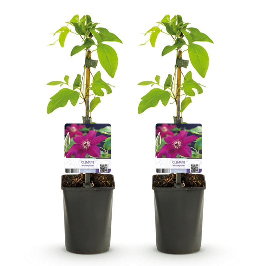 Klimplant - Clematis Westerplatte -2 planten - Forestbloom