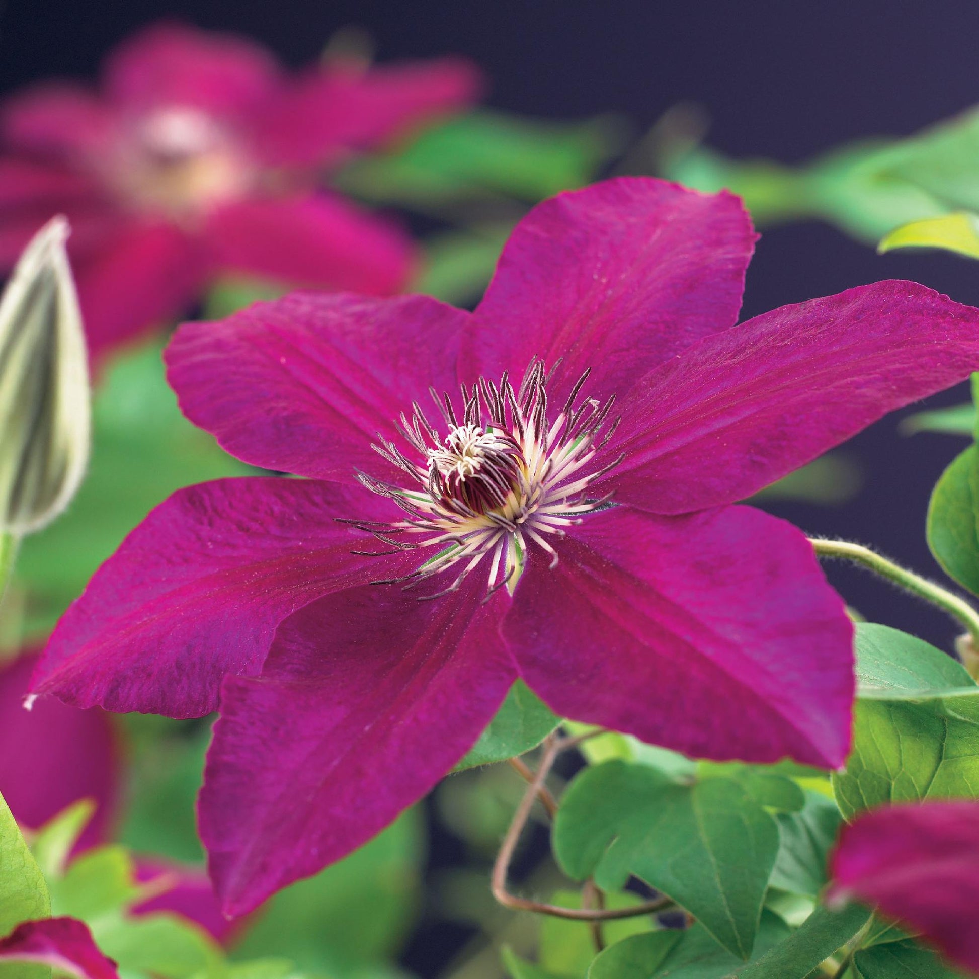 Klimplant - Clematis Westerplatte -2 planten - Forestbloom