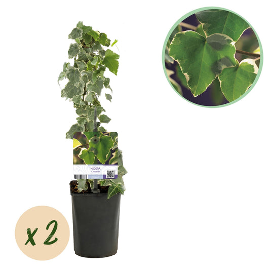 Klimplant - Hedera helix Glacier - 2 planten - Forestbloom