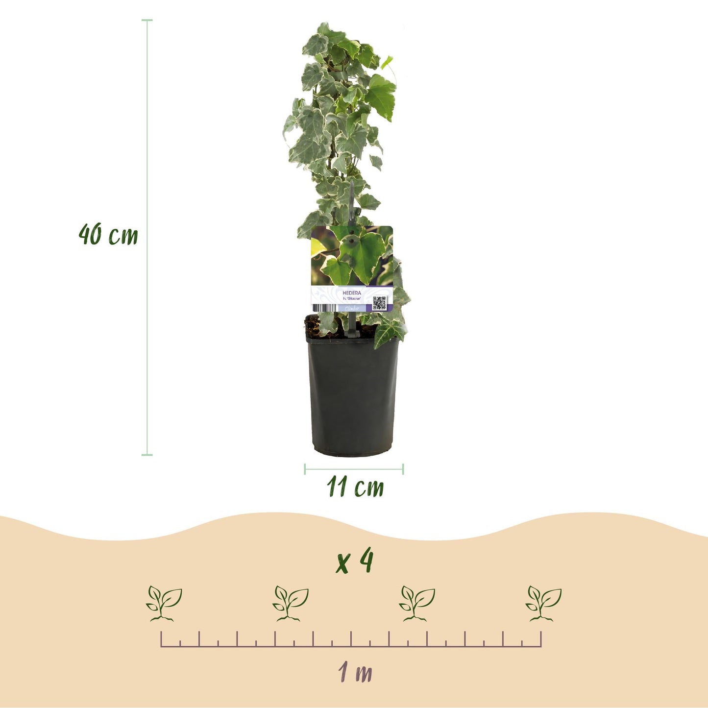 Klimplant - Hedera helix Glacier - 2 planten - Forestbloom