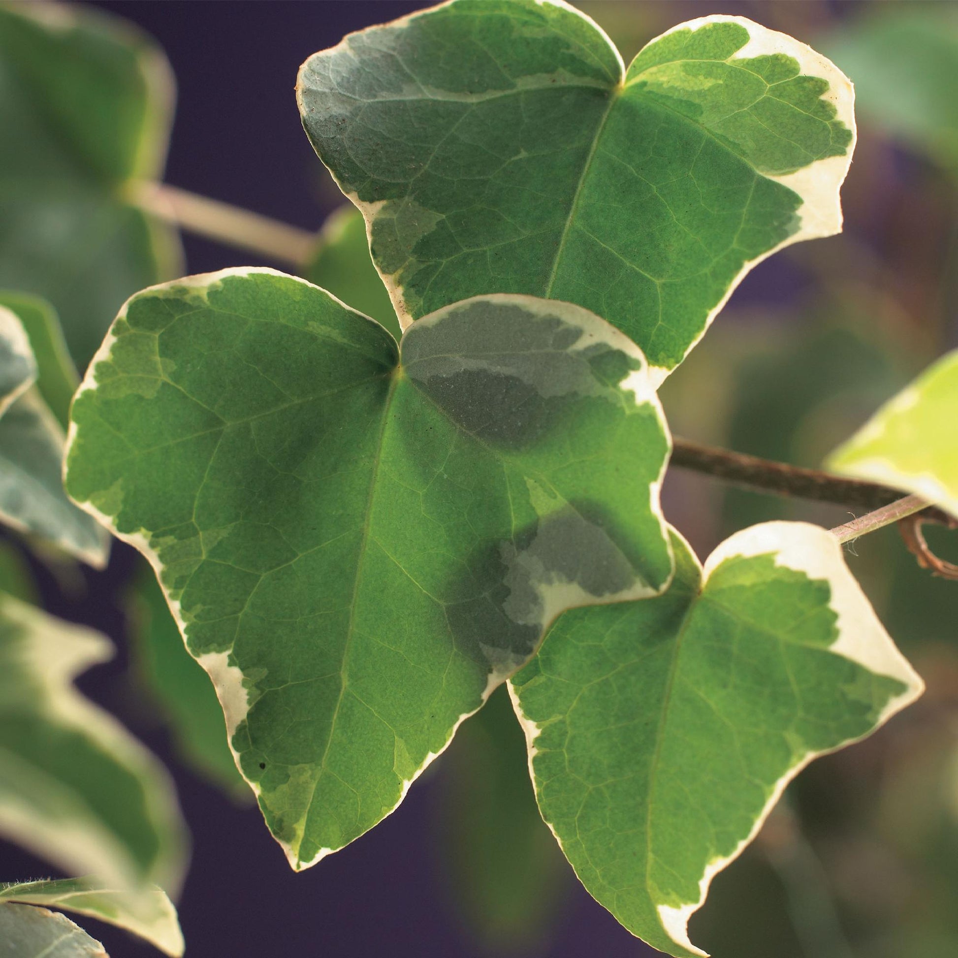 Klimplant - Hedera helix Glacier - 2 planten - Forestbloom