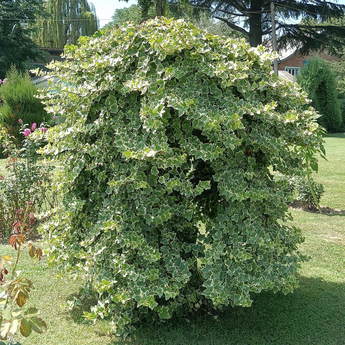 Klimplant - Hedera helix Glacier - 2 planten - Forestbloom