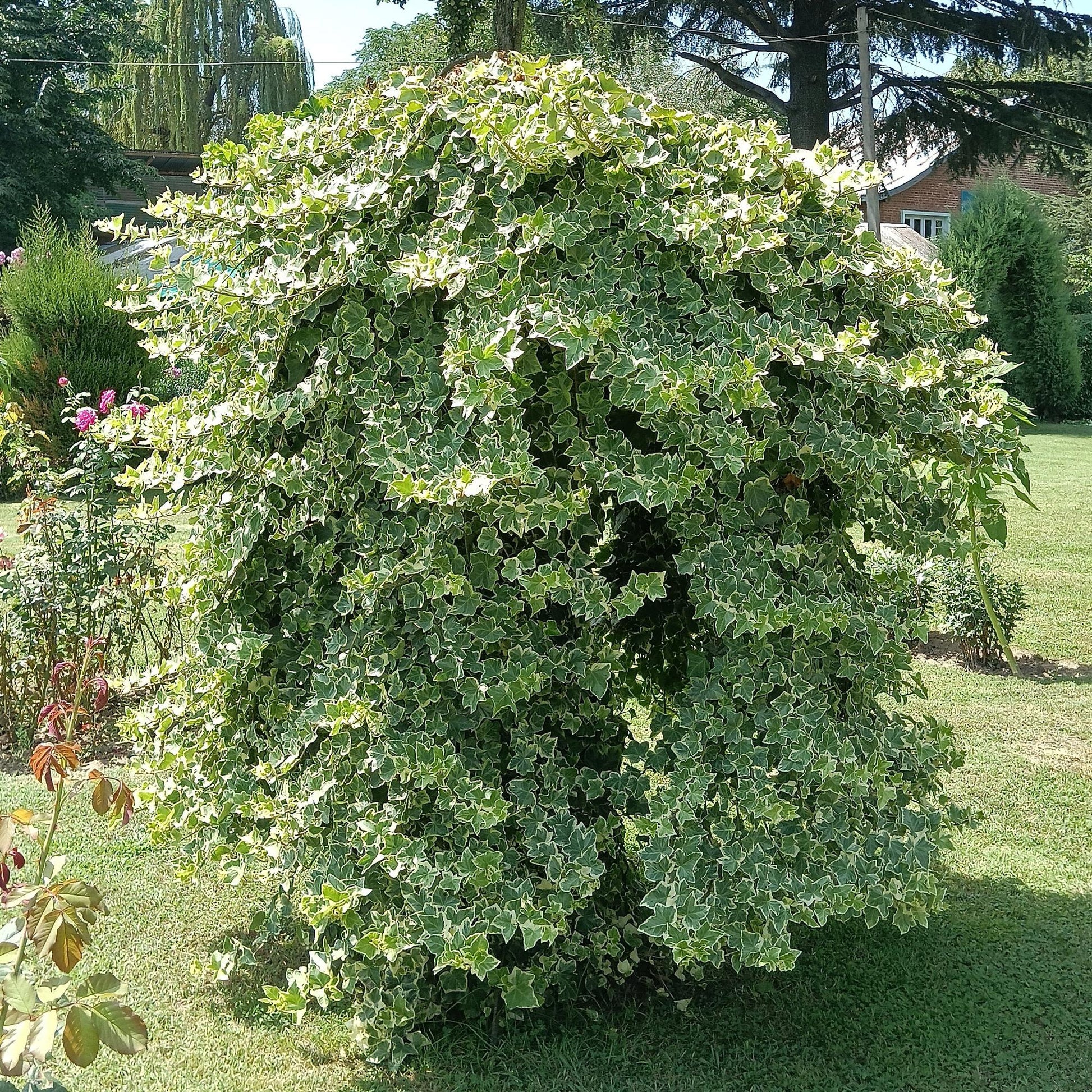 Klimplant - Hedera helix Glacier - 2 planten - Forestbloom