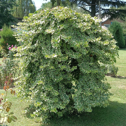Klimplant - Hedera helix Glacier - 2 planten - Forestbloom