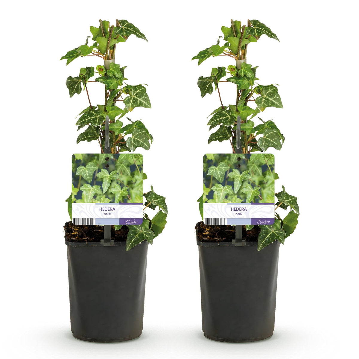 Klimplant - Hedera helix Glacier - 2 planten - Forestbloom