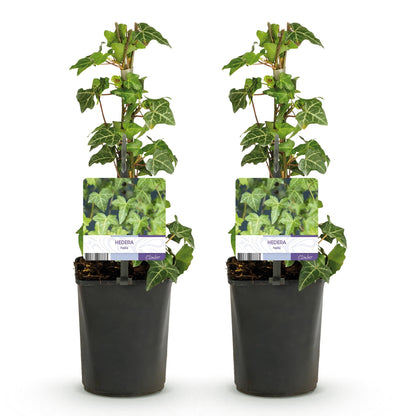 Klimplant - Hedera helix Glacier - 2 planten - Forestbloom