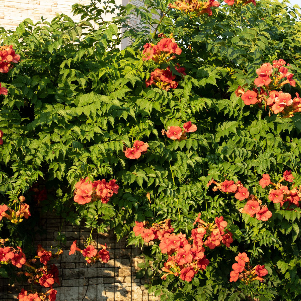 Klimplanten Rainbow - Clematis montana Rubens Hedera helix lonicera Goldflame Campsis madame Galen - 4 planten - Forestbloom