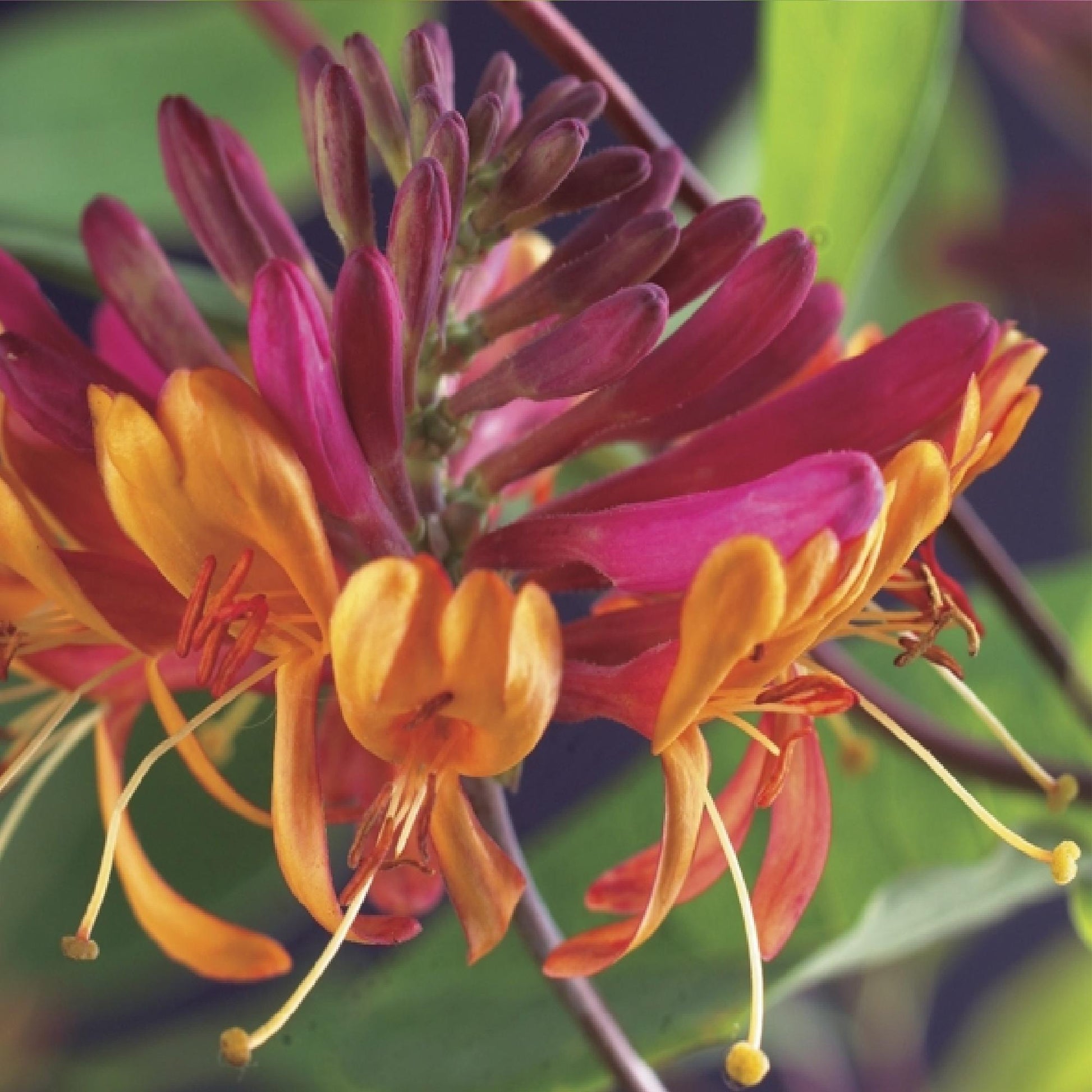 Klimplanten Rainbow - Clematis montana Rubens Hedera helix lonicera Goldflame Campsis madame Galen - 4 planten - Forestbloom