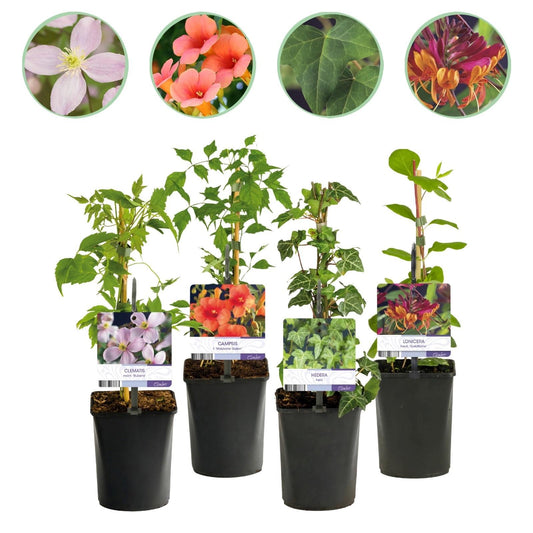 Klimplanten Rainbow - Clematis montana Rubens Hedera helix lonicera Goldflame Campsis madame Galen - 4 planten - Forestbloom