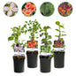 Klimplanten Rainbow - Clematis montana Rubens Hedera helix lonicera Goldflame Campsis madame Galen - 4 planten - Forestbloom