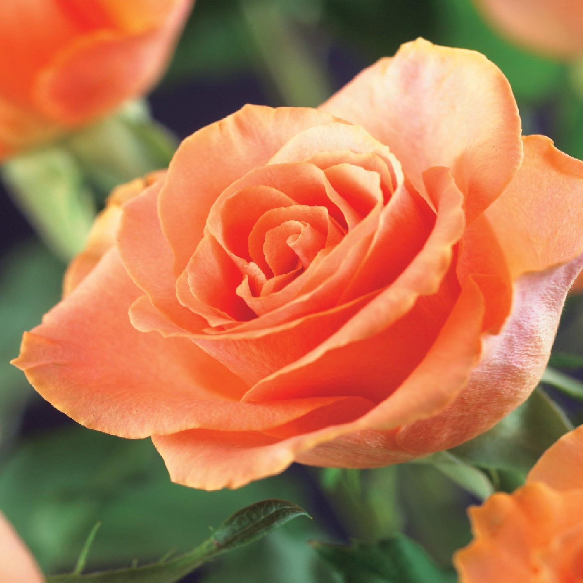 Klimroos - Rosa Orange Climber - Weinig onderhoud - 2 planten - Forestbloom