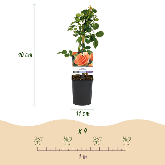 Klimroos - Rosa Orange Climber - Weinig onderhoud - 2 planten - Forestbloom