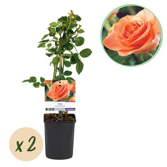 Klimroos - Rosa Orange Climber - Weinig onderhoud - 2 planten - Forestbloom