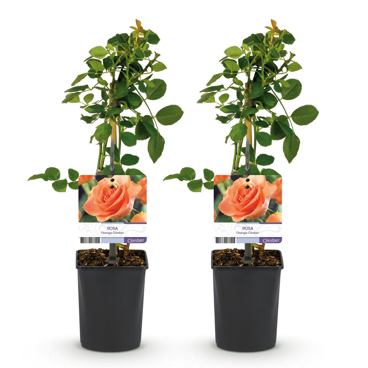 Klimroos - Rosa Orange Climber - Weinig onderhoud - 2 planten - Forestbloom