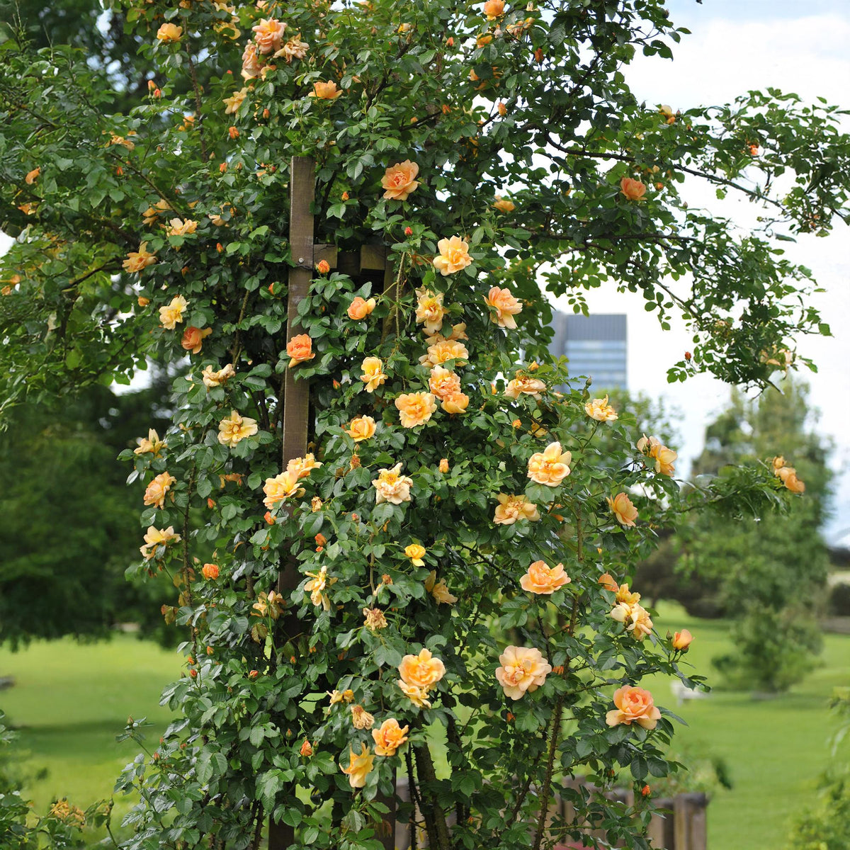 Klimroos - Rosa Orange Climber - Weinig onderhoud - 2 planten - Forestbloom