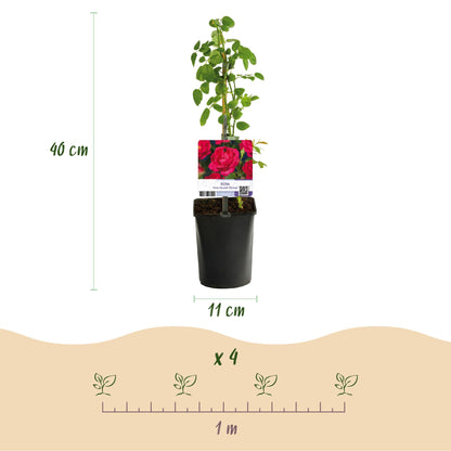 Klimroos - Rosa Paul Scarlet Climber - 2 planten - Forestbloom