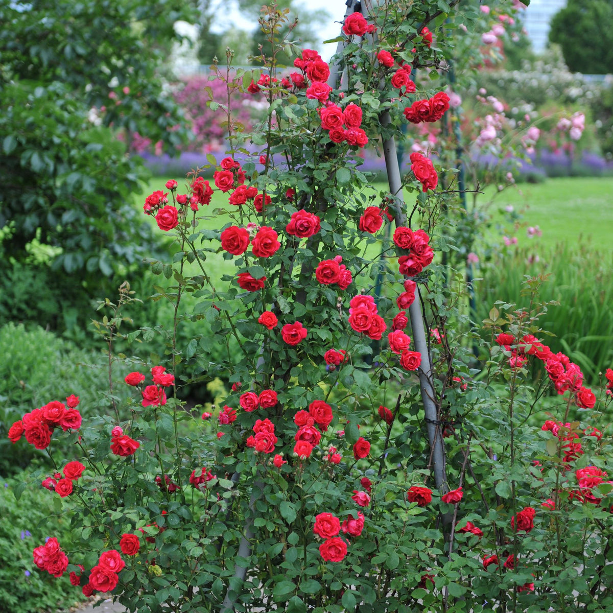 Klimroos - Rosa Paul Scarlet Climber - 2 planten - Forestbloom
