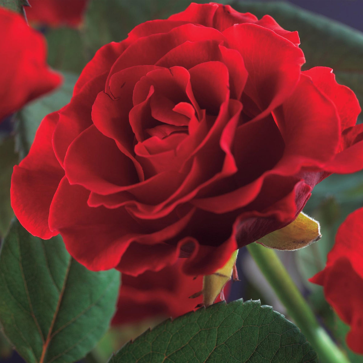 Klimroos - Rosa Paul Scarlet Climber - 2 planten - Forestbloom