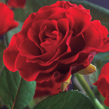 Klimroos - Rosa Paul Scarlet Climber - 2 planten - Forestbloom