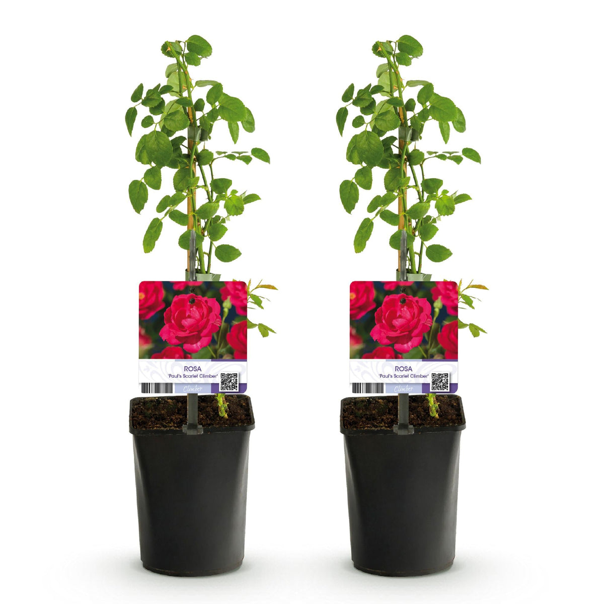 Klimroos - Rosa Paul Scarlet Climber - 2 planten - Forestbloom
